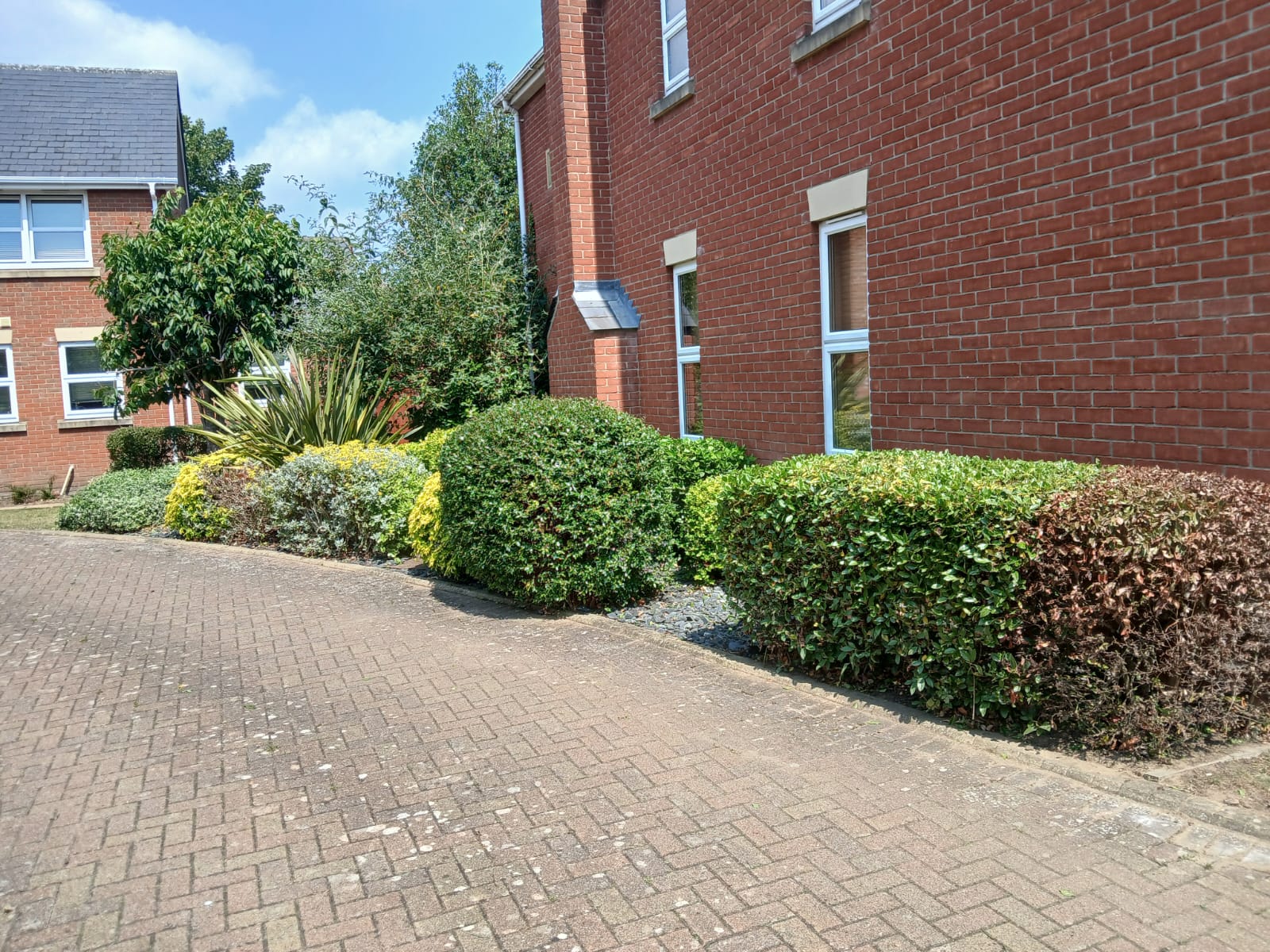 Shrub pruning and garden border tidy in Ipswich