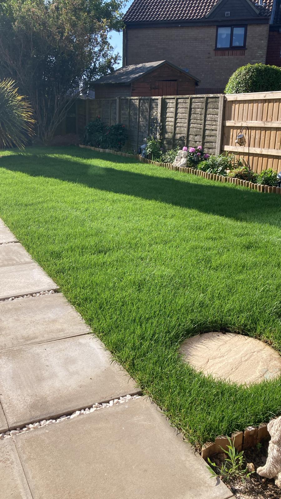 Fresh turf laying and lawn renewal in Ipswich garden